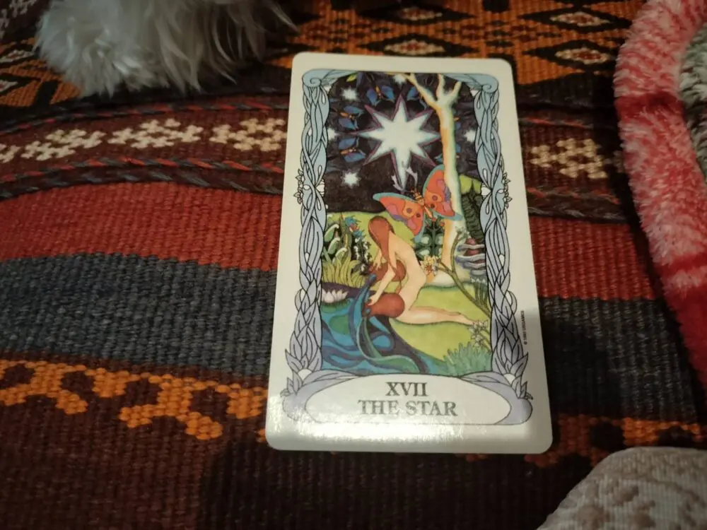 わんこタロット611 | lapis